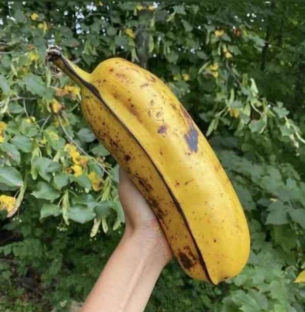 실물이 궁금한 어마한 사이즈의 바나나