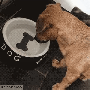 강아지 물 먹이는 방법