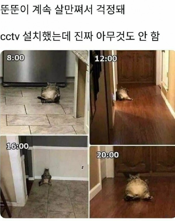 살만쪄서 걱정되는 냥이 일상