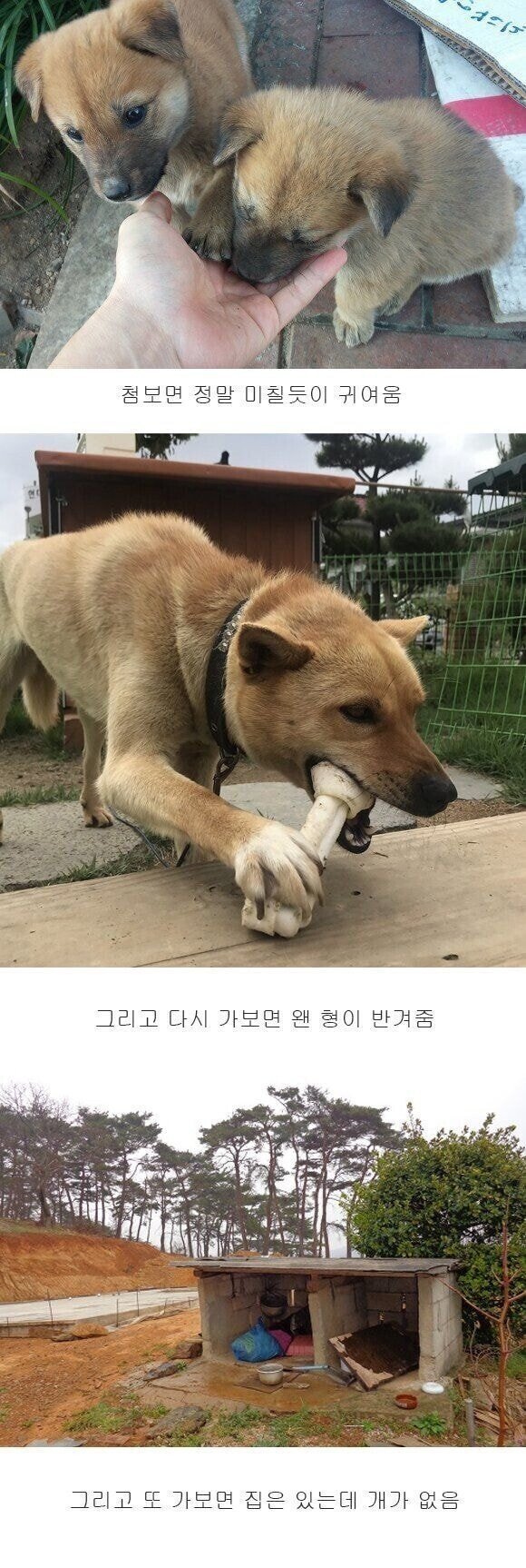 시골 댕댕이 특