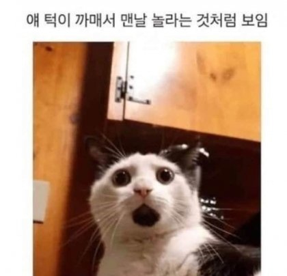 놀라는 것처럼 보이는 고양이