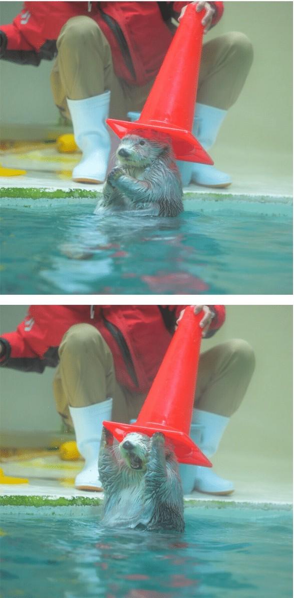 해달의 큰 모자 ㅋㅋㅋ