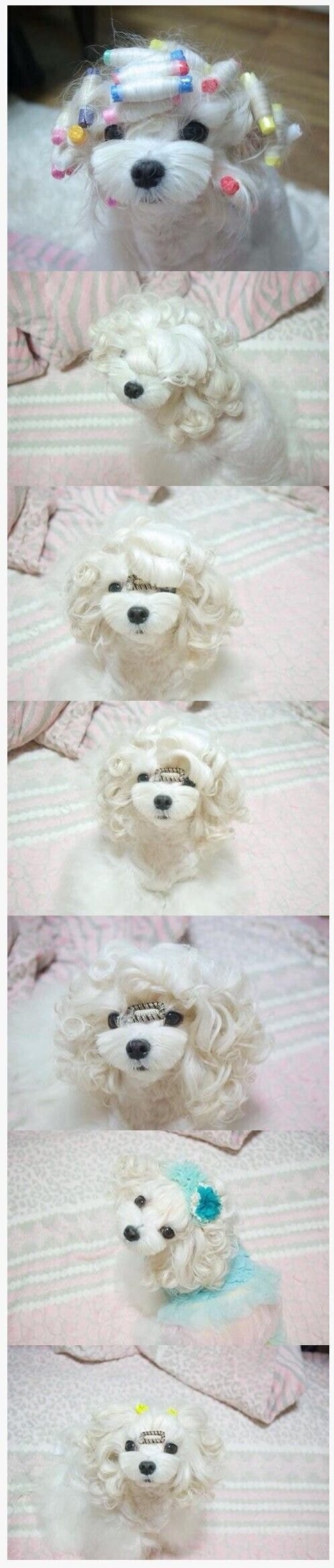 강아지 수수깡 파마