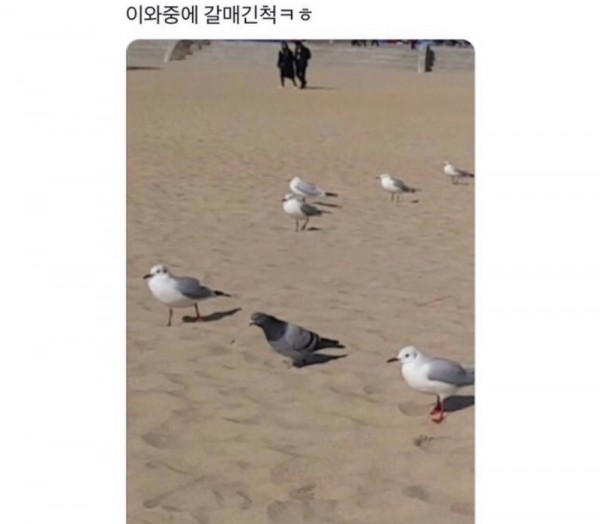 나 갈매기들한테 프로포즈 받은거 맞아