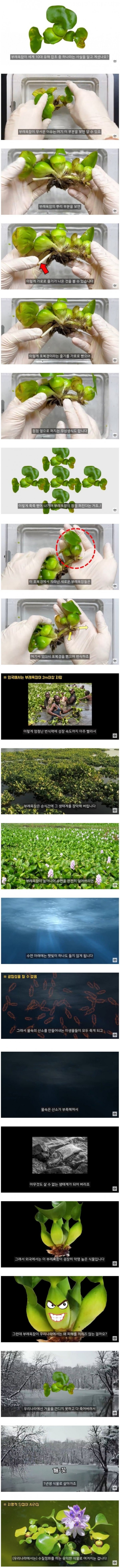 세계 10대 유해잡초 중 하나