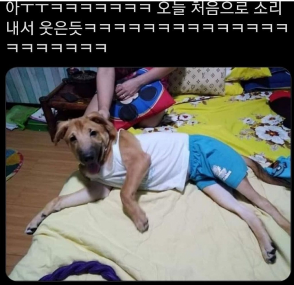 내 옷 입은 우리집 댕댕이 ㅋㅋ