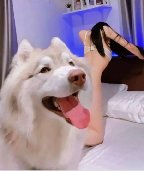 주인 지켜주는 댕댕이