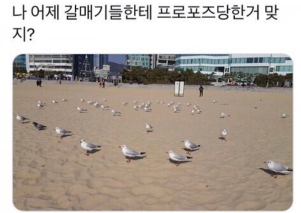 나 갈매기들한테 프로포즈 받은거 맞아