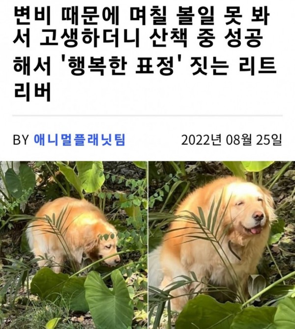 변비로 고생한 댕댕이 산책 중 성공