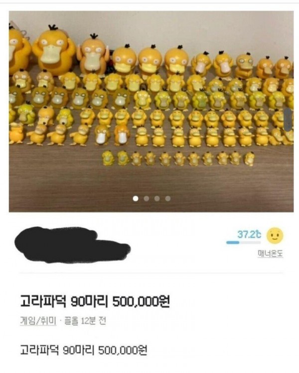 고라파덕 90마리 판매하는 이유