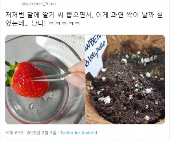 딸기씨를 뽑아 심어봤더니..