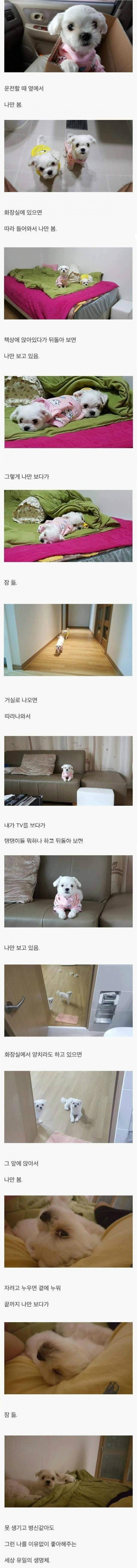 반려견을 키우는 이유